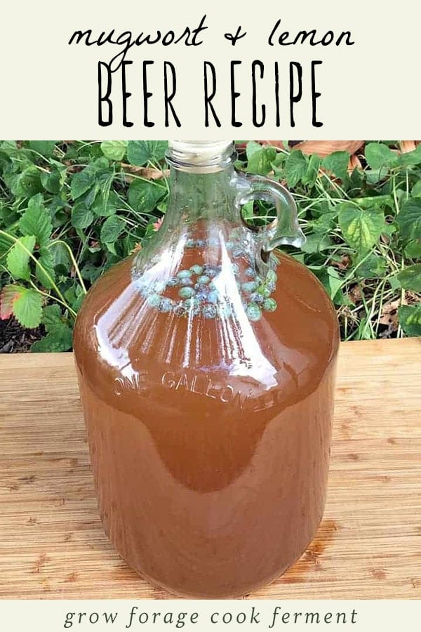 Mugwort lemon beer, using foraged mugwort, in a gallon jug.