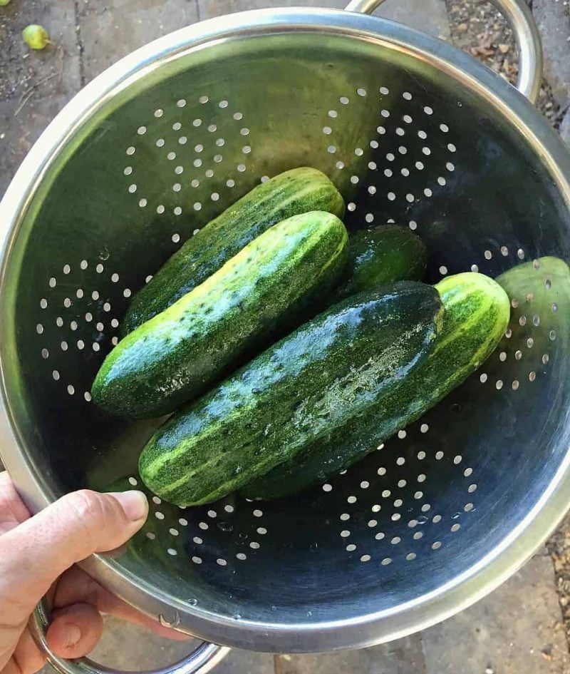 A colander full of fresh pickling cucumbers. 
