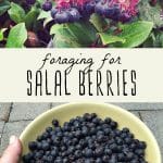 Salal berry shrub, and foraged salal berries in a yellow bowl.