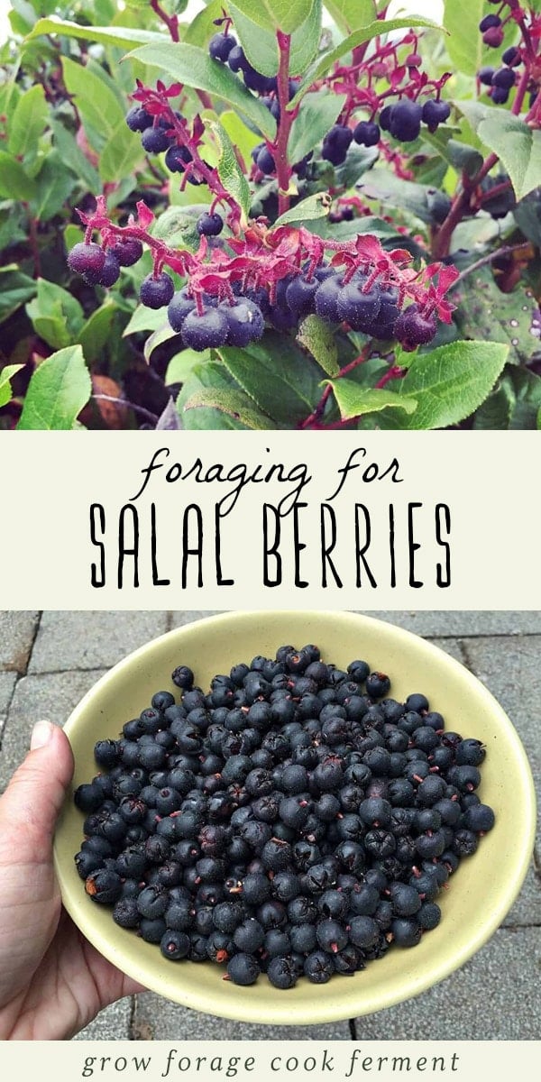 Salal berries are tasty, edible wild berries that are native to the western US. They are abundant and easy to forage for, fairly easy to recognize, and even medicinal as well as edible! Learn everything you need to know about foraging for and using salal berries. #forage #berries #wildcrafting