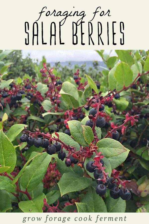 A salal berry bush