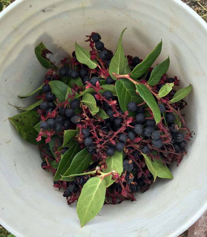 salal berries and leaves in bucket