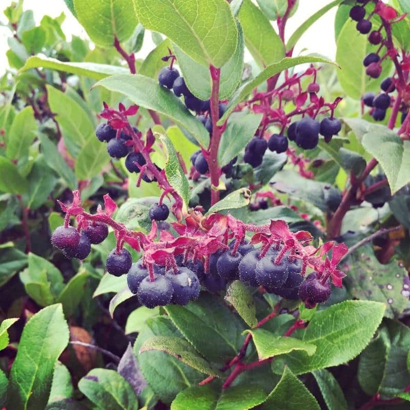 salal berries growing