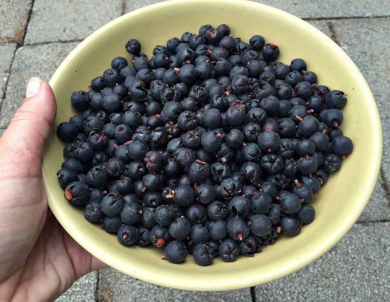 salal berry harvest