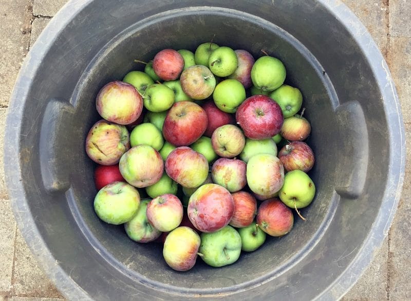 bucket of apples