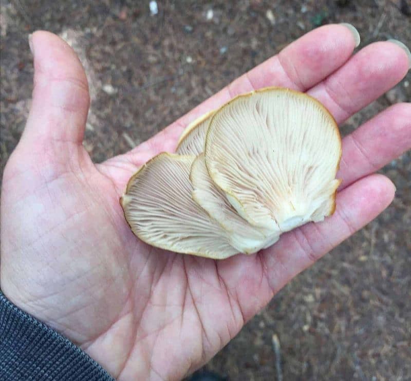 oyster mushrooms in a hand showing the gills