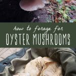Oyster mushrooms growing on a tree, and freshly foraged oyster mushrooms.