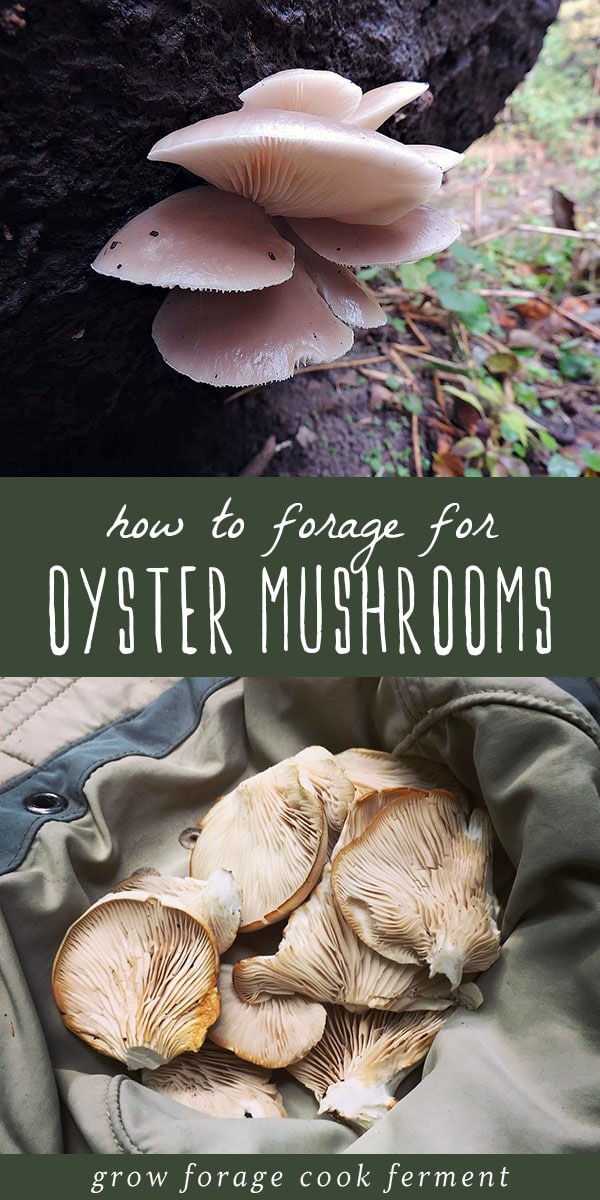Let's go foraging for oyster mushrooms! Oyster mushrooms are easy to identify and fun to forage for, plus they are delicious and easy to use in the kitchen! Learn how to identify edible oyster mushrooms, where to forage for them, and my favorite ways to cook with this very special wild mushroom! #mushrooms #foraging #oystermushrooms