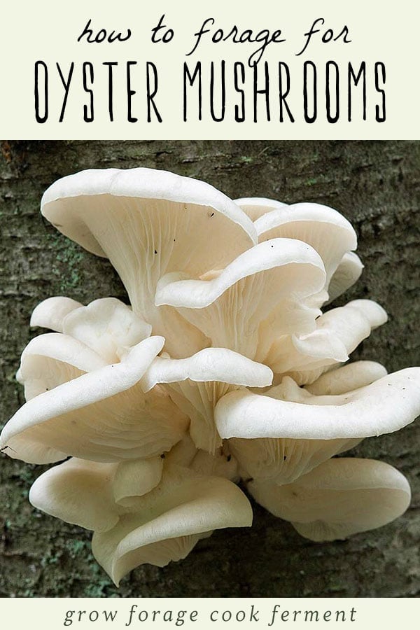 Oyster mushrooms growing in on a log in the forest.