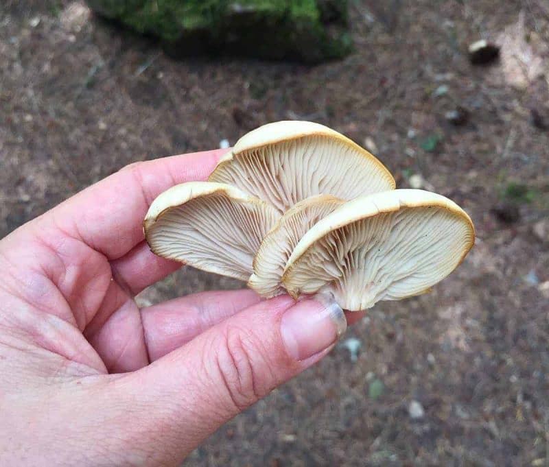 a small cluster of oyster mushrooms in a hand