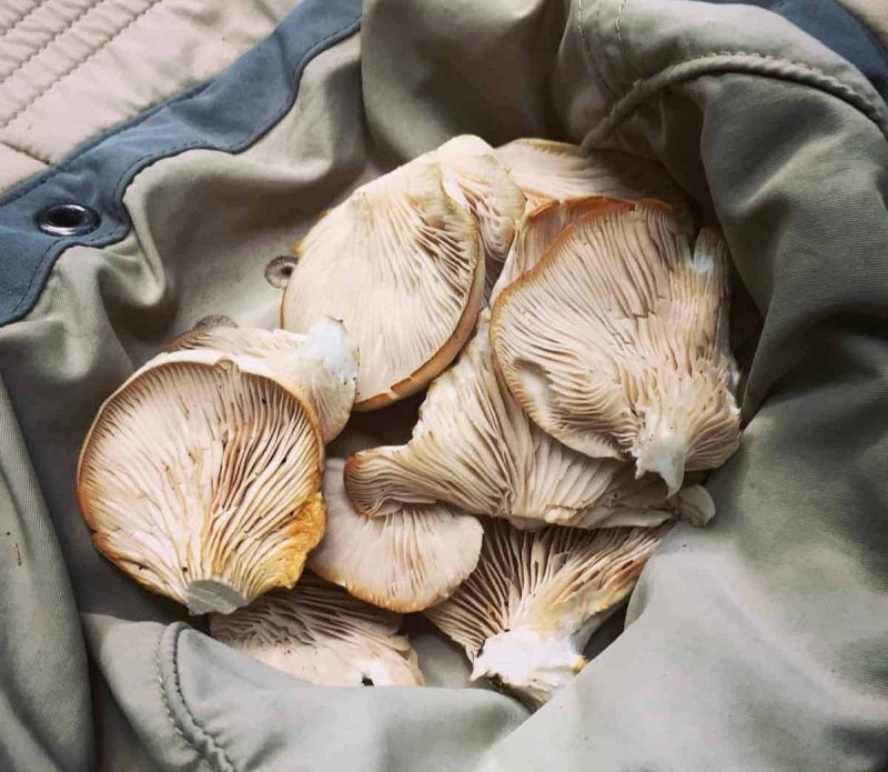 foraged oyster mushrooms in a hat