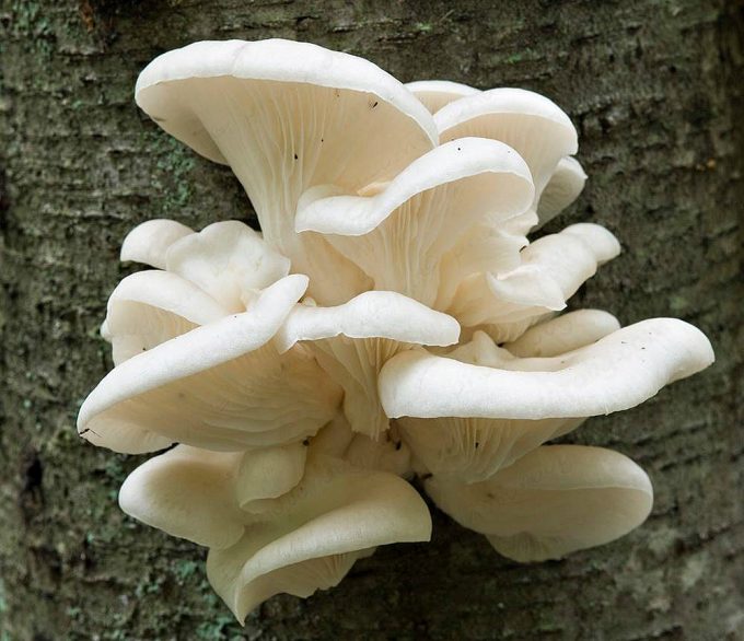 Image result for oyster mushroom