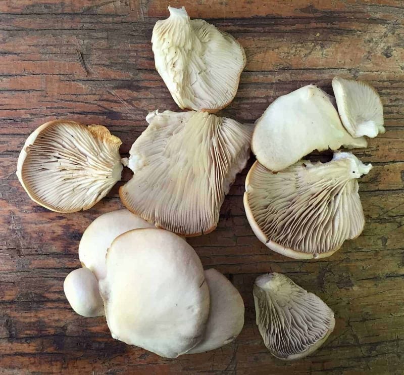 foraged oyster mushrooms on a table