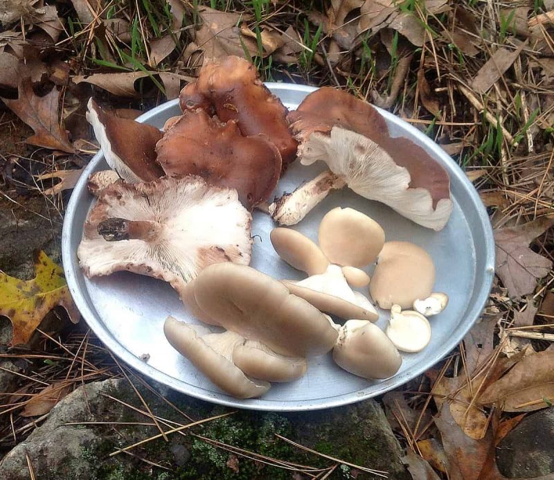 homegrown oysters and shiitakes on a round pan