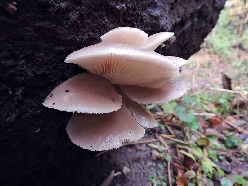 oyster mushrooms on a log