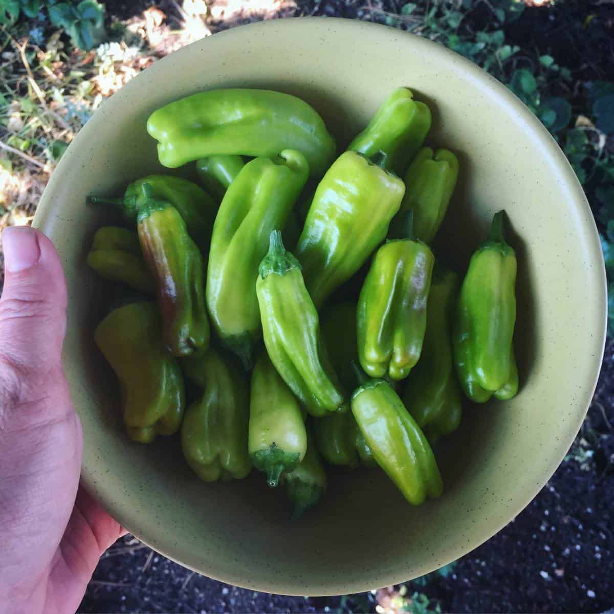 a hand holding a bowl full of freshly picked pepperoncini peppers