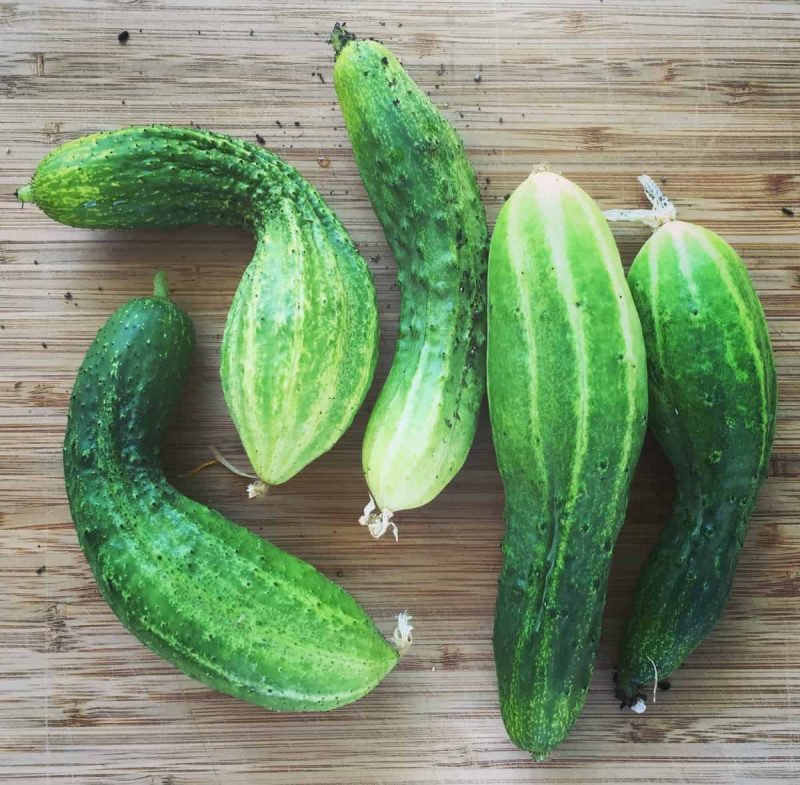 Whole cucumbers on a cutting board. 