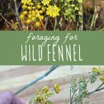 Wild fennel in a field and foraged wild fennel on a cutting board.