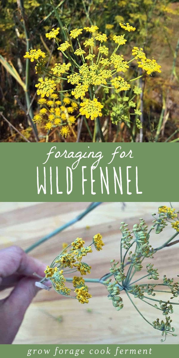 Wild fennel is a common edible and medicinal plant on west coast roadsides. Foraging for wild fennel is easy with its licorice like scent. Learn everything you need to know about how to identify and forage for wild fennel, and the many ways you can use foraged wild fennel in your herbalism or natural medicine practice. #foraging #wildcrafting