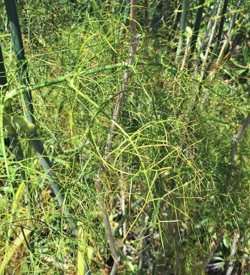 wild fennel fronds