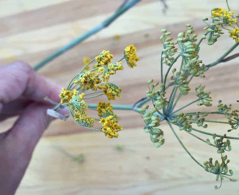 wild fennel pollen