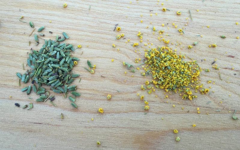 wild fennel seed and pollen