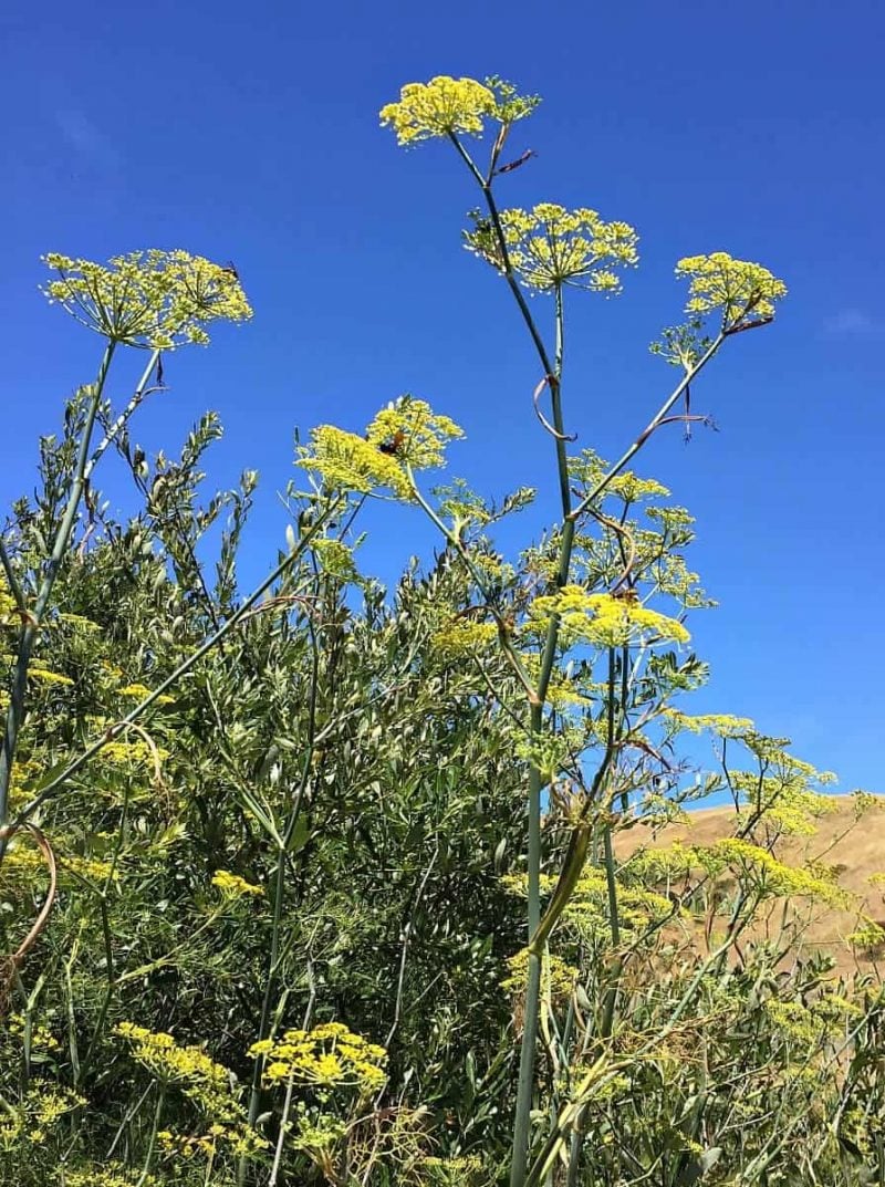 wild fennel against blue sky