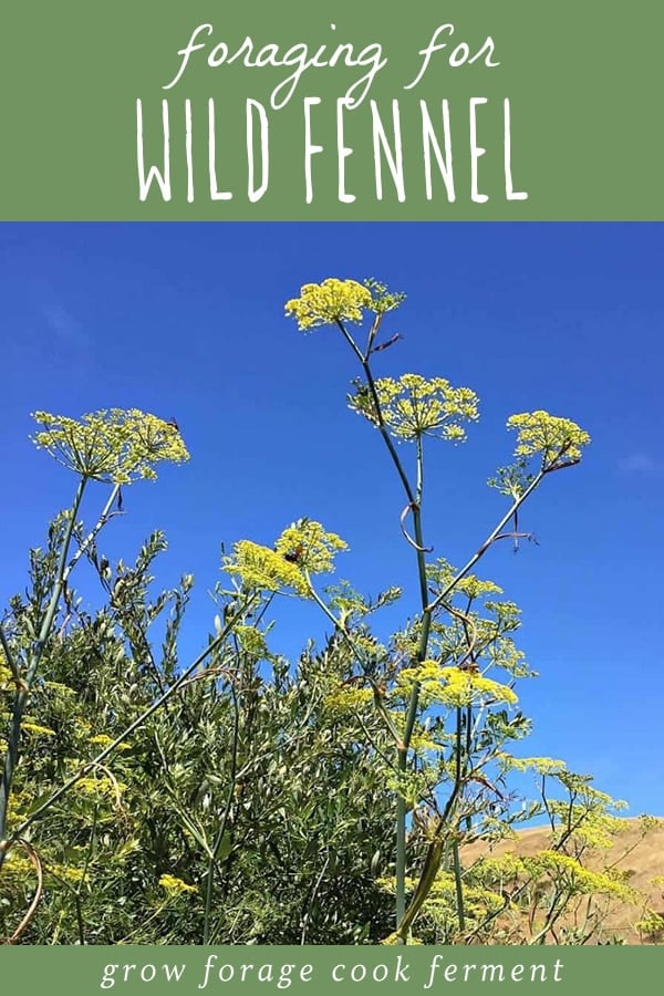 Wild fennel. 