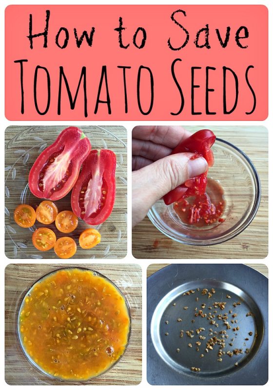  how to save tomato seeds by fermenting