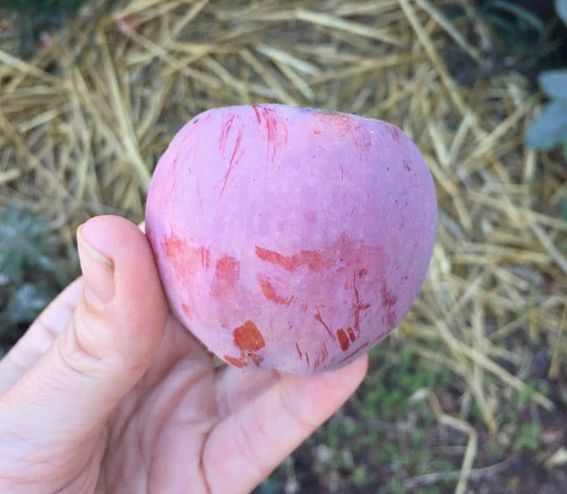 a hand holding an apple with a wild yeast bloom