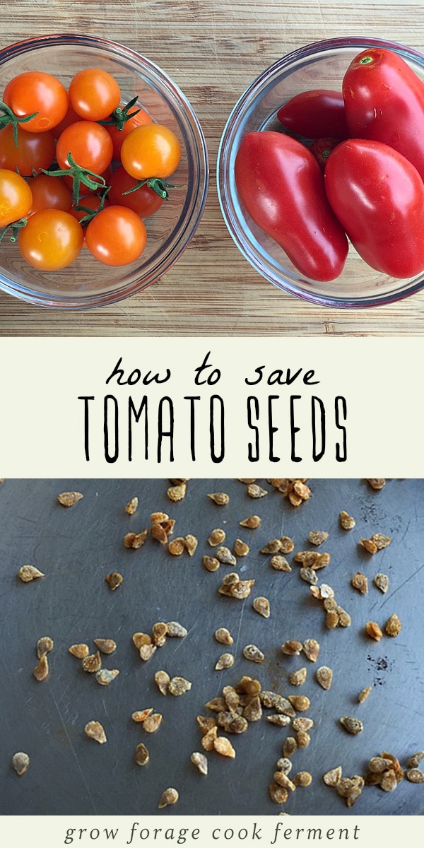  how to save tomato seeds by fermenting