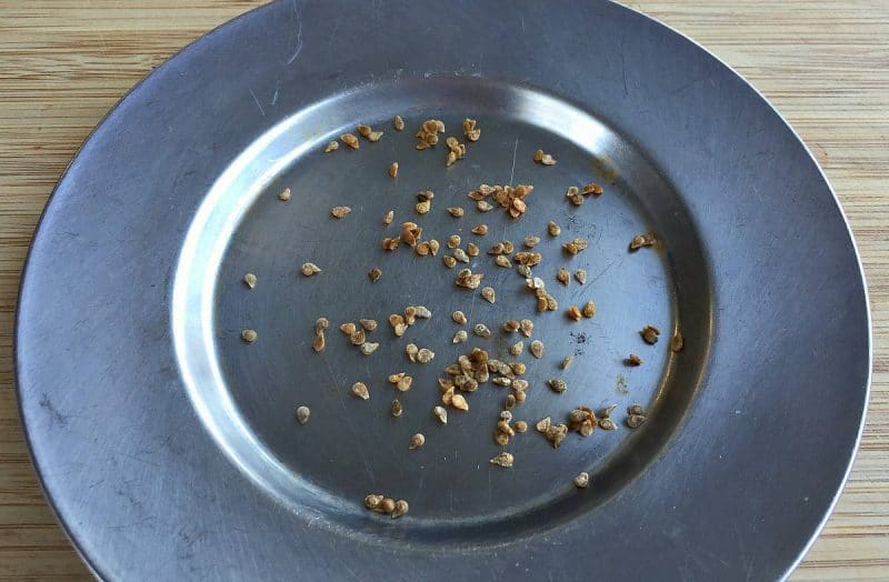 dried tomato seeds on a plate for saving