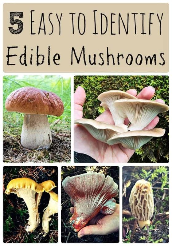 How To Know If Mushroom Is Edible 5 Easy to Identify Edible Mushrooms — Info You Should Know