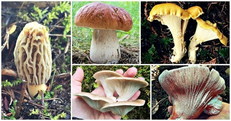 edible mushrooms pictures