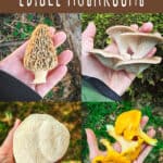 best edible mushrooms