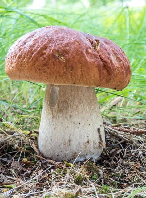 king bolete mushroom on the ground