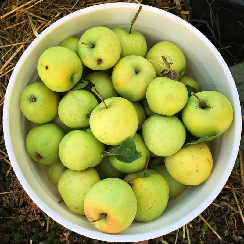 bucket of apples from a tree