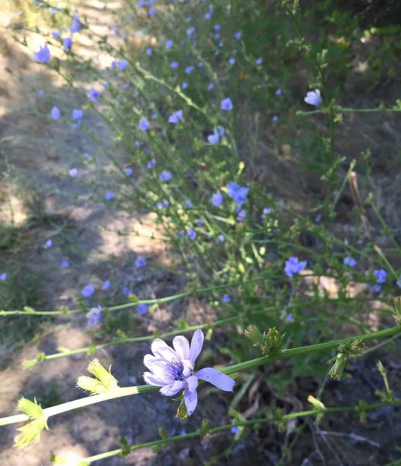 chicory-field