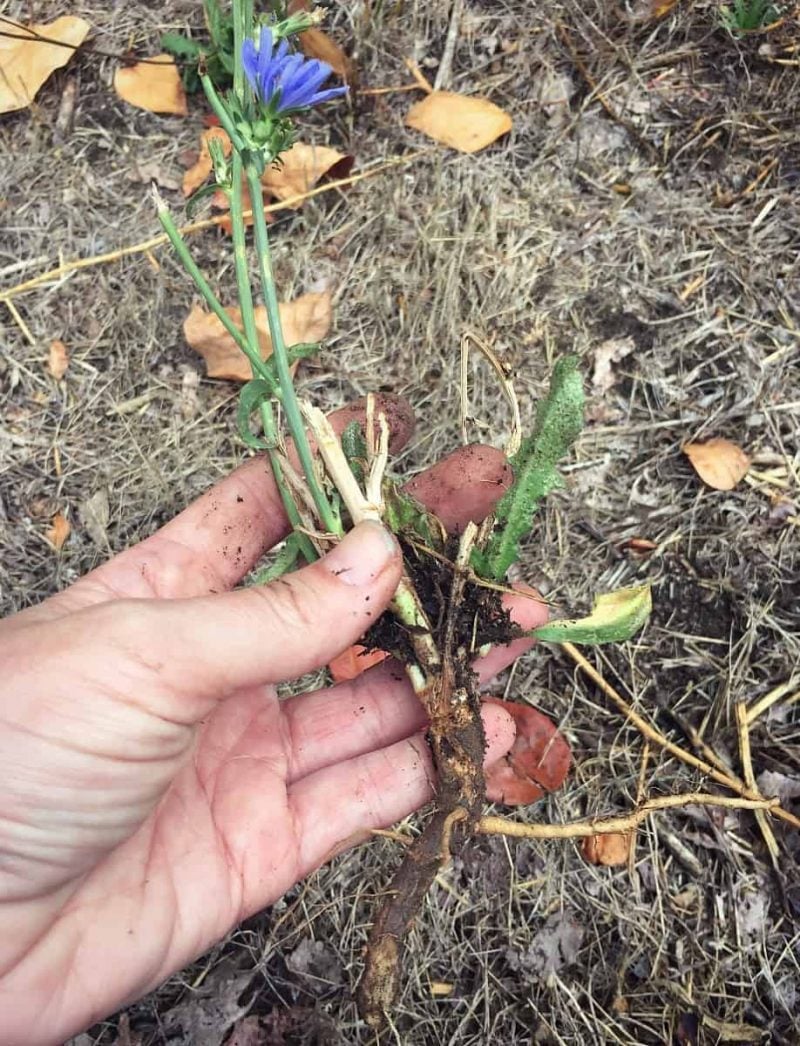 chicory-plant