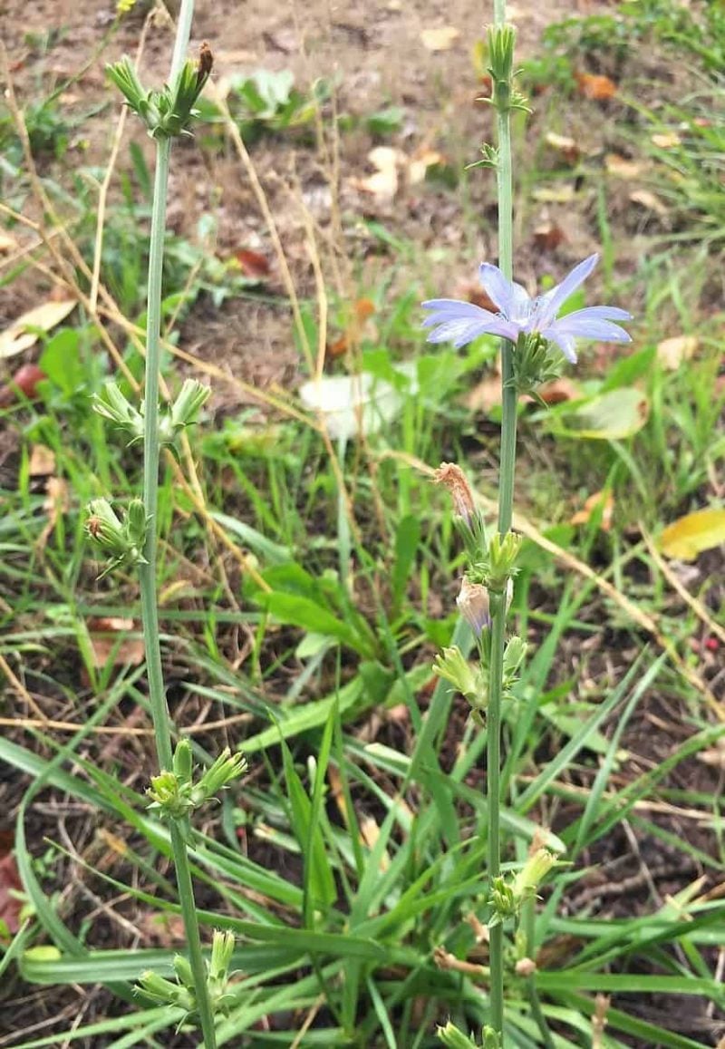 chicory-stalk