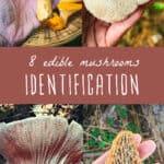 edible mushrooms identification
