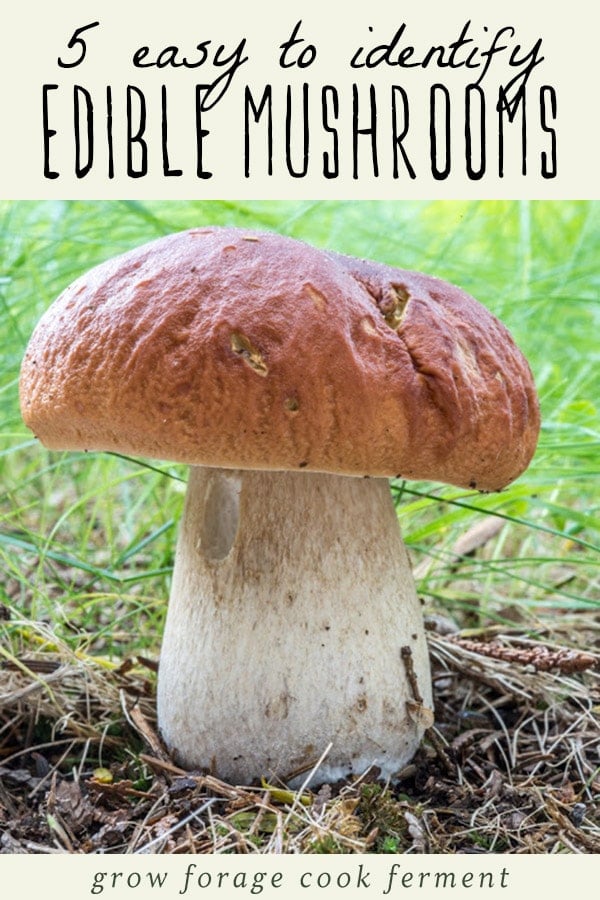 5 Easy to Identify Edible Mushrooms