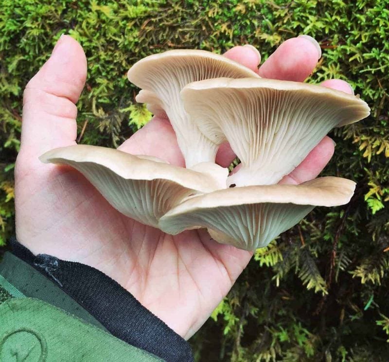 oyster mushrooms in hand