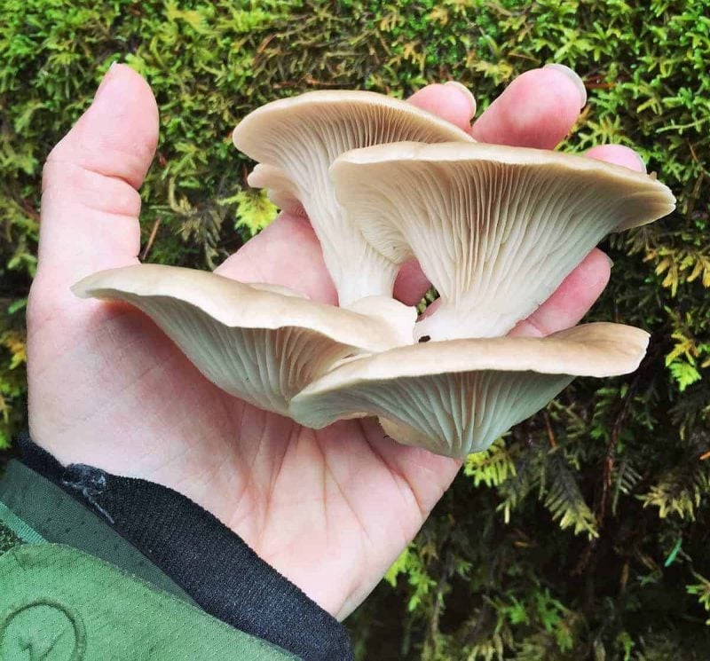 a clump of four oyster mushrooms in a hand