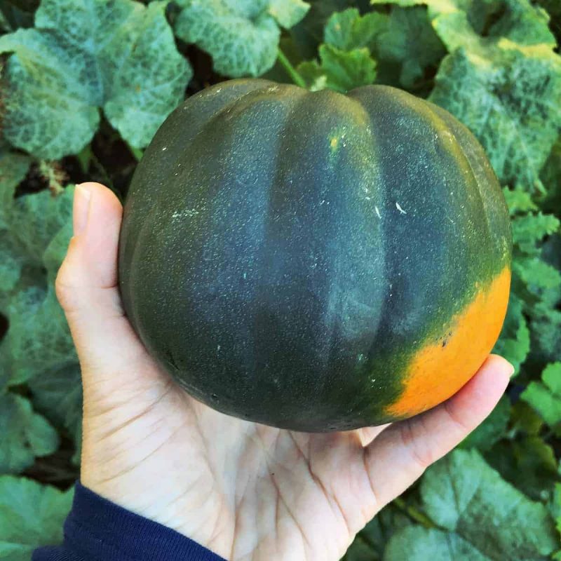 A hand holding an acorn squash.