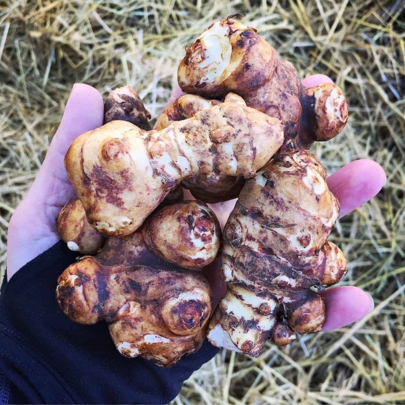 jerusalem-artichokes-in-hand