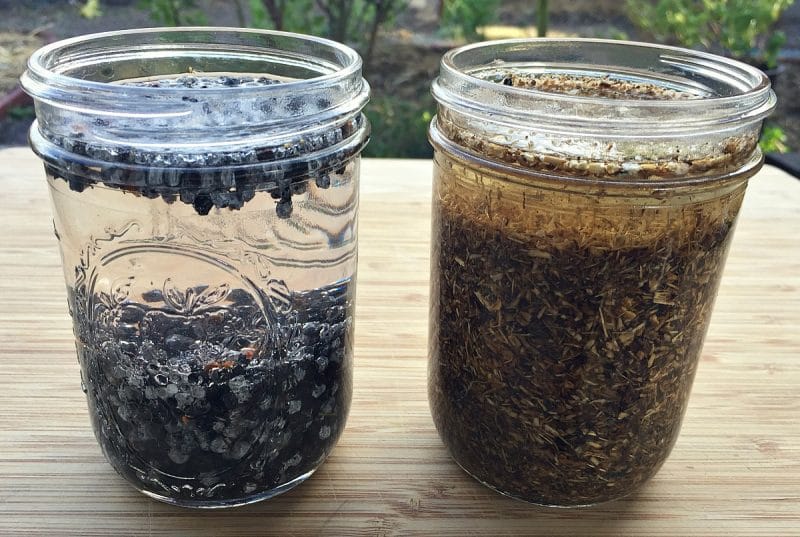 starting-elderberry-and-echinacea-tincture