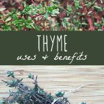 Fresh thyme growing in a garden and fresh thyme on a cutting board.