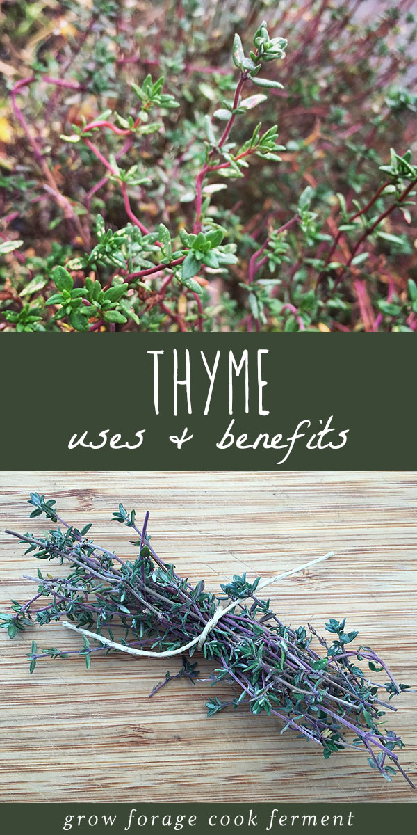 Thyme is an amazing herb that has culinary and medicinal uses. It's an easy and useful plant to grow in your garden, and wonderful for attracting bees. Thyme grows easily, in many locations, is a delicious cooking herb, and has so many uses in an herbalism practice. Learn about how to grow thyme, how to use thyme in the kitchen, and all of of its powerful herbal medicine benefits! #thyme #garden #growing #herbalism #herbalmedicine #herbs #naturalmedicine #bees