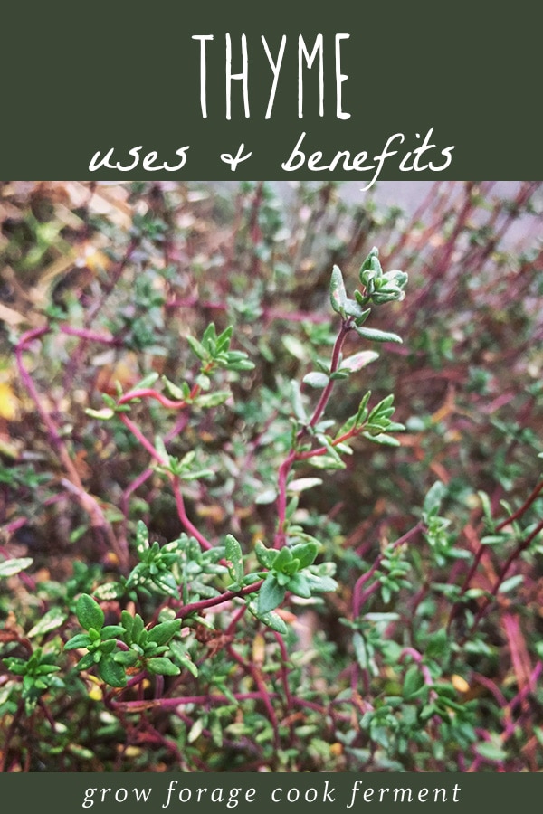 The Benefits of Thyme